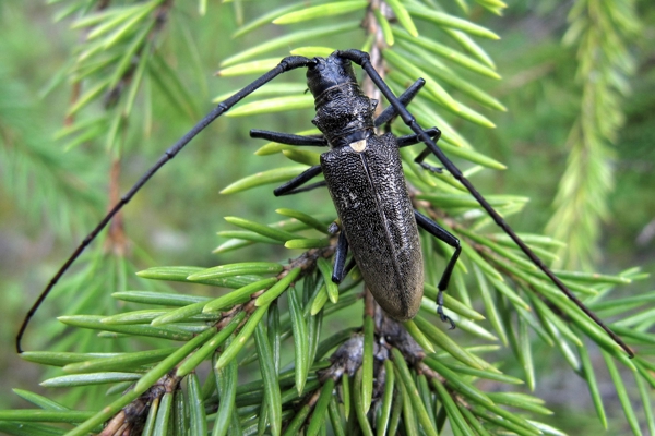 Лесозаготовители Карелии развеяли мифы об опасных жуках-усачах