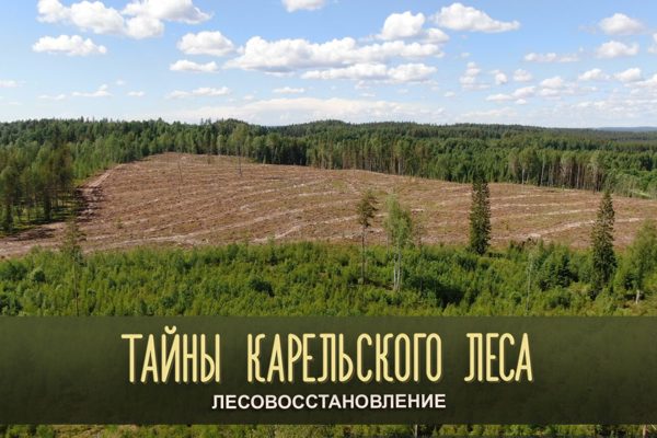 В Карелии завершен сезон искусственного лесовосстановления
